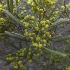 Dodonaea viscosa subsp. angustissima at Majura, ACT - 17 Aug 2015