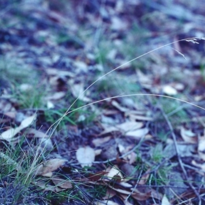 Poa sp. CNM1 (under review, formerly Poa meionectes) (Snow Grass) at Conder, ACT - 9 Feb 2001 by MichaelBedingfield