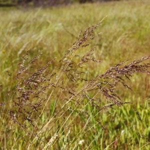 Poa sieberiana at Conder, ACT - 22 Nov 1999