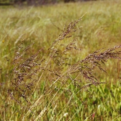 Poa sieberiana (Poa Tussock) at Tuggeranong Hill - 21 Nov 1999 by michaelb