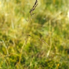 Poa sieberiana (Poa Tussock) at Tuggeranong DC, ACT - 22 Nov 2001 by MichaelBedingfield