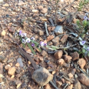 Hovea heterophylla at Nicholls, ACT - 17 Aug 2015