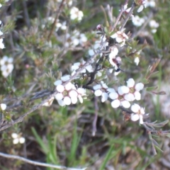 Gaudium multicaule (Teatree) at Crace, ACT - 8 Nov 2003 by gavinlongmuir