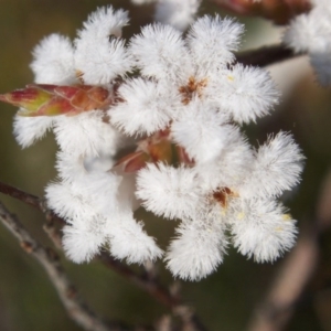 Styphelia attenuata at Nicholls, ACT - 10 Oct 2004