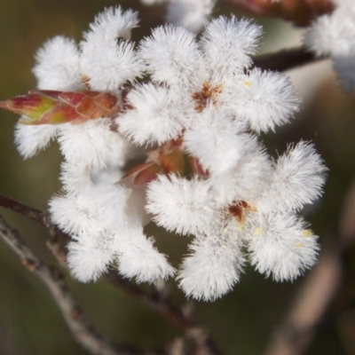 Styphelia attenuata (Small-leaved Beard Heath) at Nicholls, ACT - 10 Oct 2004 by gavinlongmuir
