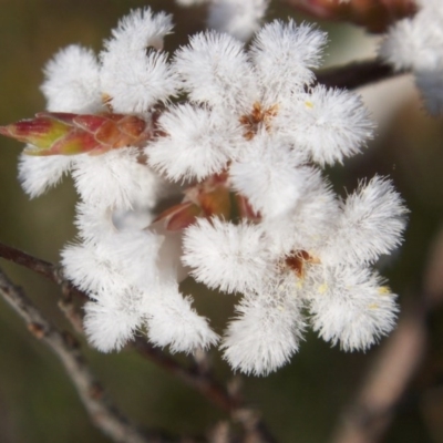 Leucopogon attenuatus (Small-leaved Beard Heath) at Nicholls, ACT - 10 Oct 2004 by gavinlongmuir