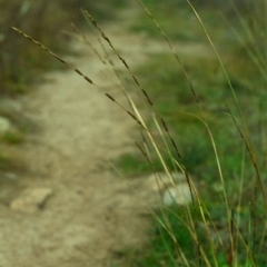 Sporobolus creber (Slender Rat's Tail Grass) at Conder, ACT - 20 Apr 2000 by MichaelBedingfield