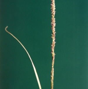 Sporobolus creber at Banks, ACT - 28 Jan 2007