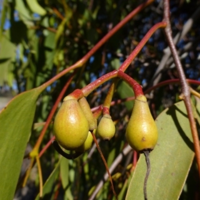 Amyema miquelii (Box Mistletoe) at Isaacs Ridge - 9 Aug 2015 by FranM