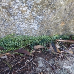 Asplenium flabellifolium (Necklace Fern) at Symonston, ACT - 9 Aug 2015 by FranM