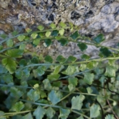 Asplenium flabellifolium at Symonston, ACT - 9 Aug 2015