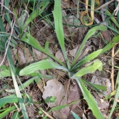 Plantago varia (Native Plaintain) at Hall Cemetery - 18 Aug 2015 by JanetRussell