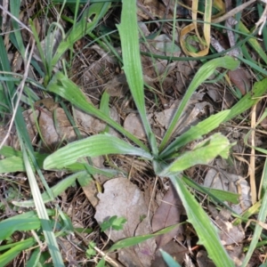 Plantago varia at Hall, ACT - 18 Aug 2015 03:03 PM