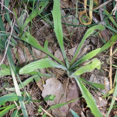 Plantago varia (Native Plaintain) at Hall Cemetery - 18 Aug 2015 by JanetRussell