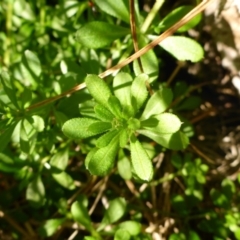 Galium aparine (Goosegrass, Cleavers) at Hall, ACT - 18 Aug 2015 by JanetRussell