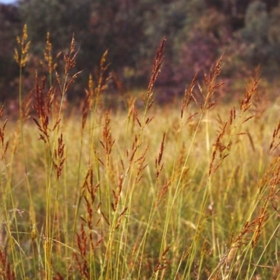 Sorghum leiocladum (Wild Sorghum) at Tuggeranong Hill - 6 Dec 1999 by michaelb