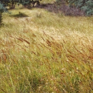 Sorghum leiocladum at Conder, ACT - 17 Dec 1999