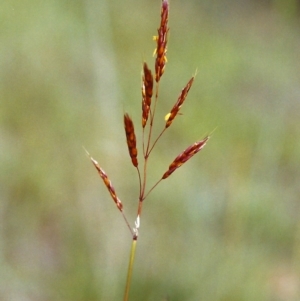 Sorghum leiocladum at Conder, ACT - 1 Dec 2000