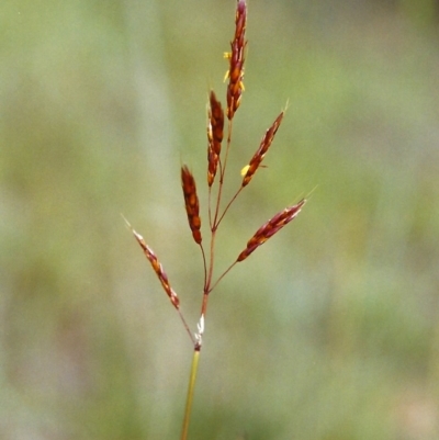 Sorghum leiocladum (Wild Sorghum) at Tuggeranong Hill - 30 Nov 2000 by michaelb