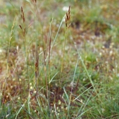 Sorghum leiocladum at Conder, ACT - 1 Dec 2000