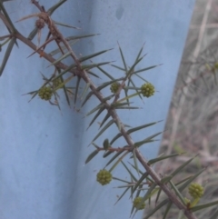 Acacia ulicifolia (Prickly Moses) at Majura, ACT - 18 Aug 2015 by SilkeSma