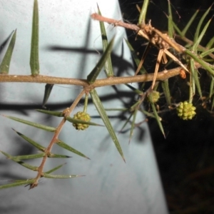 Acacia ulicifolia at Majura, ACT - 19 Aug 2015