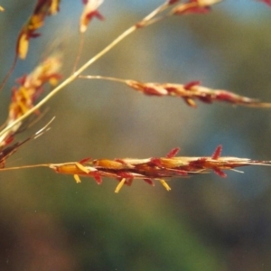 Sorghum leiocladum at Theodore, ACT - 7 Jan 2001