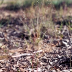 Aira elegantissima (Delicate Hairgrass) at Tuggeranong Hill - 9 Nov 2005 by michaelb