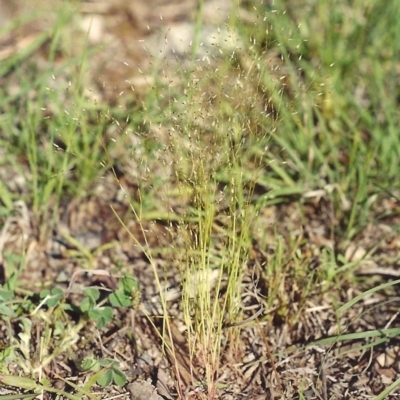 Aira elegantissima (Delicate Hairgrass) at Rob Roy Range - 27 Oct 2005 by MichaelBedingfield