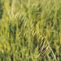 Avena barbata (Bearded Oat) at Tharwa, ACT - 17 Oct 2005 by michaelb