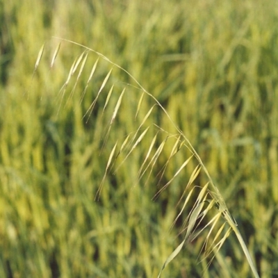 Avena barbata (Bearded Oat) at Tharwa, ACT - 17 Oct 2005 by michaelb