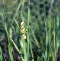 Briza maxima (Quaking Grass, Blowfly Grass) at Theodore, ACT - 14 Nov 2005 by michaelb