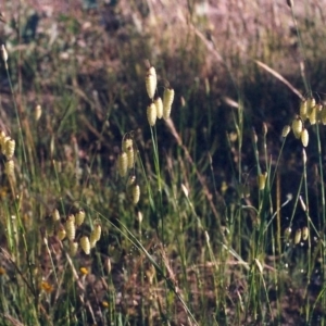 Briza maxima at Theodore, ACT - 15 Nov 2005