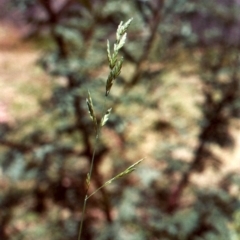 Bromus brevis (A Brome) at Conder, ACT - 22 Dec 2010 by MichaelBedingfield