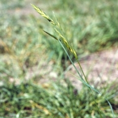 Bromus catharticus (Prairie Grass) at Conder, ACT - 9 Mar 2007 by michaelb