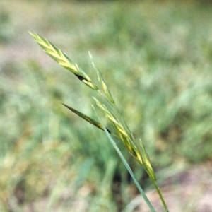 Bromus catharticus at Conder, ACT - 10 Mar 2007