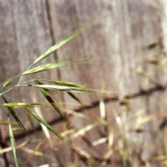 Bromus diandrus (Great Brome) at Conder, ACT - 12 Nov 2010 by MichaelBedingfield