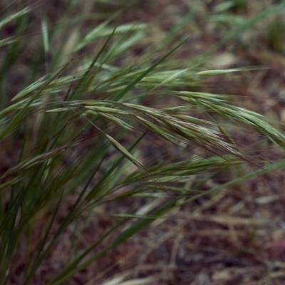 Bromus diandrus (Great Brome) at Tharwa, ACT - 18 Oct 2006 by michaelb