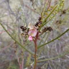 Indigofera adesmiifolia (Tick Indigo) at Urambi Hills - 19 Aug 2015 by FranM