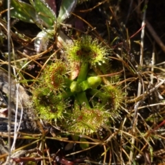 Drosera gunniana (Pale Sundew) at Kambah, ACT - 19 Aug 2015 by FranM