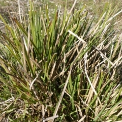 Lomandra filiformis (Wattle Mat-rush) at Kambah, ACT - 19 Aug 2015 by FranM