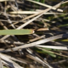 Lomandra filiformis at Kambah, ACT - 19 Aug 2015