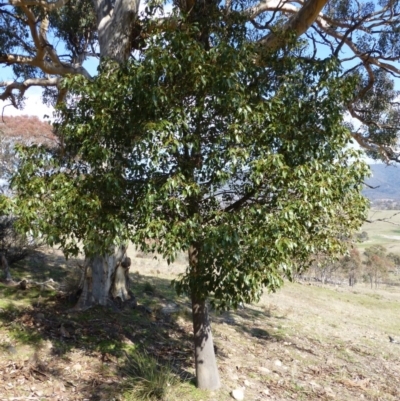 Brachychiton populneus subsp. populneus (Kurrajong) at Urambi Hills - 19 Aug 2015 by FranM