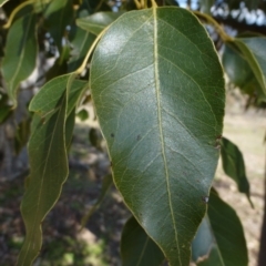 Brachychiton populneus subsp. populneus at Urambi Hills - 19 Aug 2015