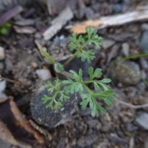 Daucus glochidiatus at Urambi Hills - 19 Aug 2015 11:35 AM