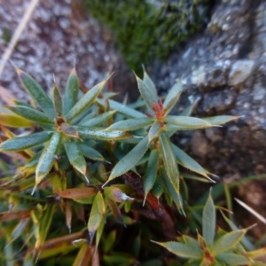 Astroloma humifusum at Urambi Hills - 19 Aug 2015