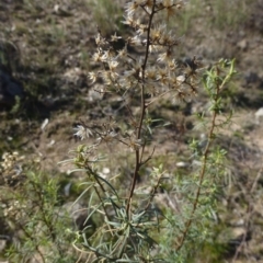 Cassinia quinquefaria (Rosemary Cassinia) at Urambi Hills - 19 Aug 2015 by FranM