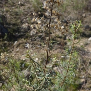 Cassinia quinquefaria at Urambi Hills - 19 Aug 2015