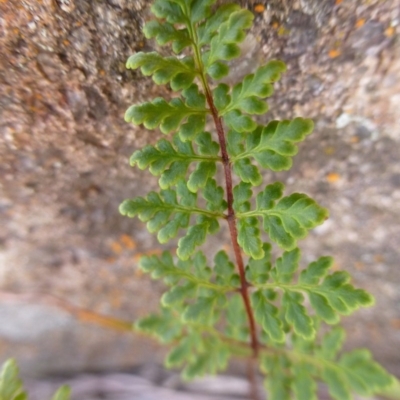 Cheilanthes austrotenuifolia (Rock Fern) at Urambi Hills - 19 Aug 2015 by FranM