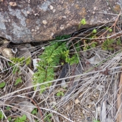 Cheilanthes austrotenuifolia at Urambi Hills - 19 Aug 2015 11:49 AM